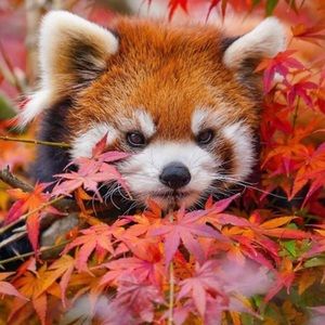 Meet your Posher, Bonnie